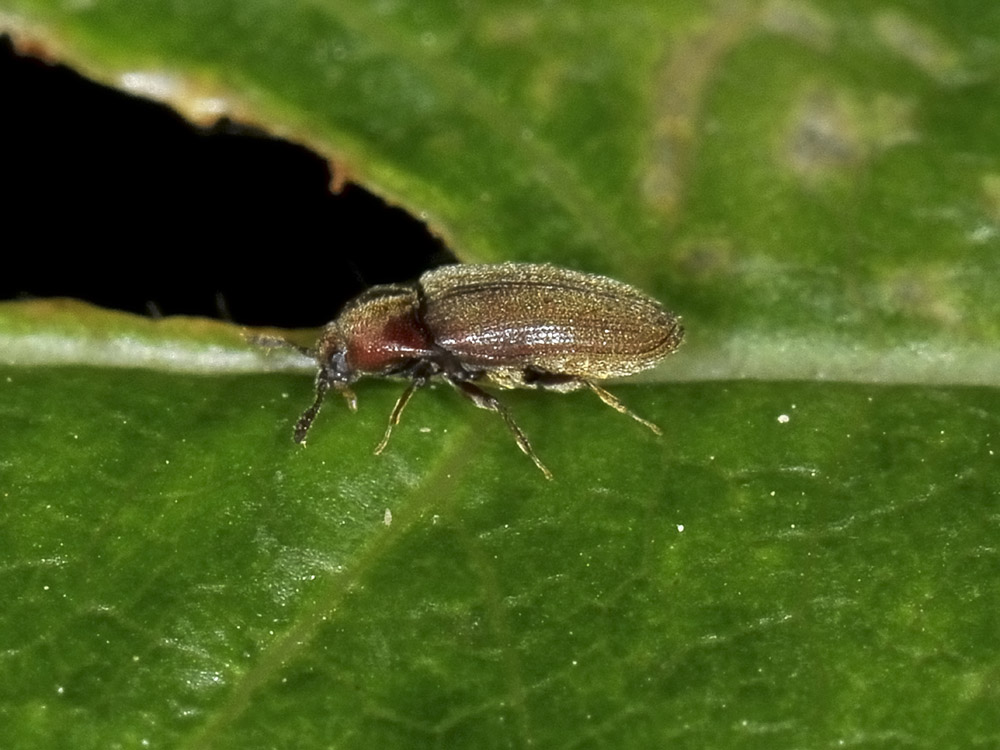 Throscidae: Trixagus sp.